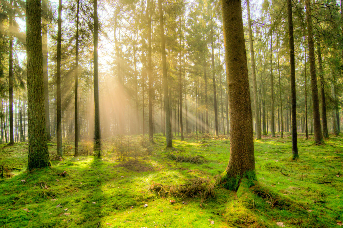 Miten suomalainen metsä päätyy ihollesi: Tiede Reconnecting Nature® mikrobiuutteen takana